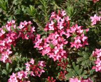Daphne cneorum Variegata